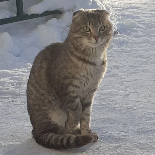 👤 Стикер «Kott_ssbornik2» для Telegram