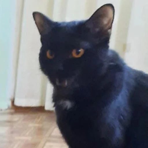 👤 Стикер «Kott_ssbornik2» для Telegram