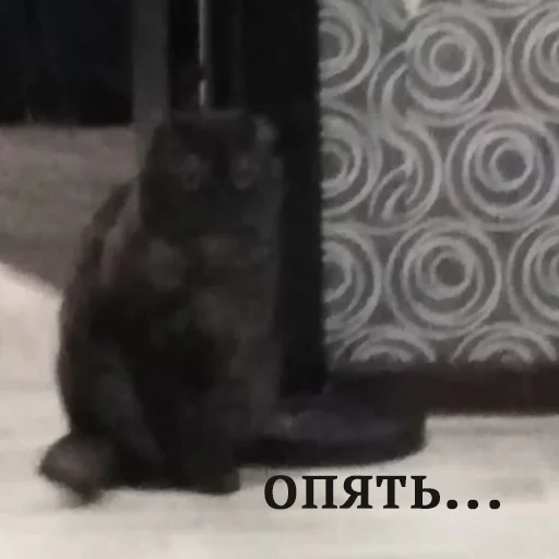 👤 Стикер «Kott_ssbornik2» для Telegram