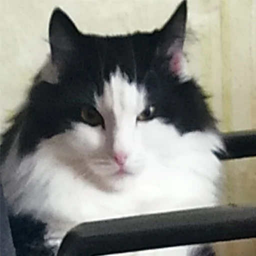 👤 Стикер «Kott_ssbornik2» для Telegram