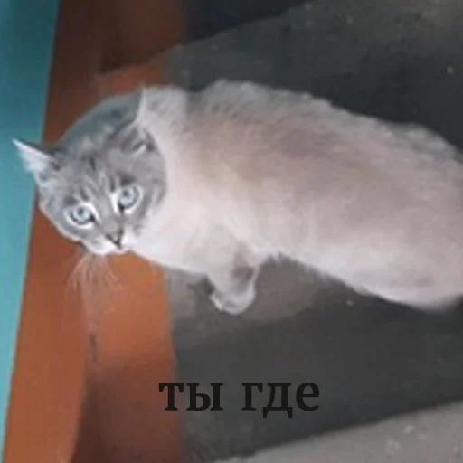 👤 Стикер «Kott_ssbornik2» для Telegram