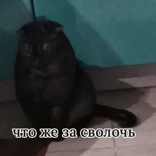👤 Стикер «Kott_ssbornik2» для Telegram