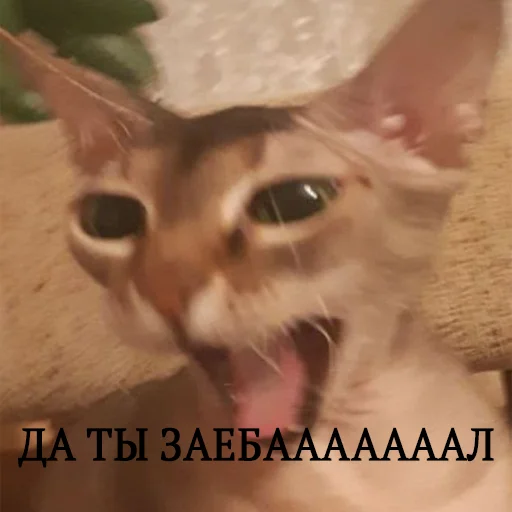 👤 Стикер «Kott_ssbornik» для Telegram