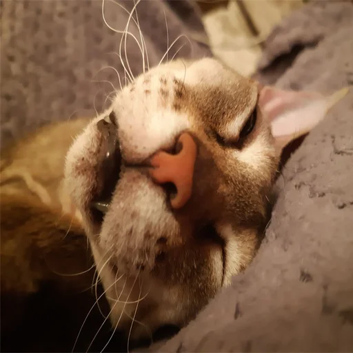👤 Стикер «Kott_ssbornik» для Telegram
