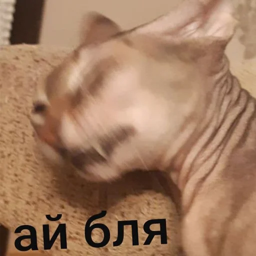 👤 Стикер «Kott_ssbornik» для Telegram