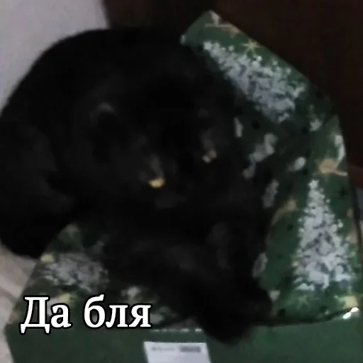 👤 Стикер «Kott_ssbornik» для Telegram