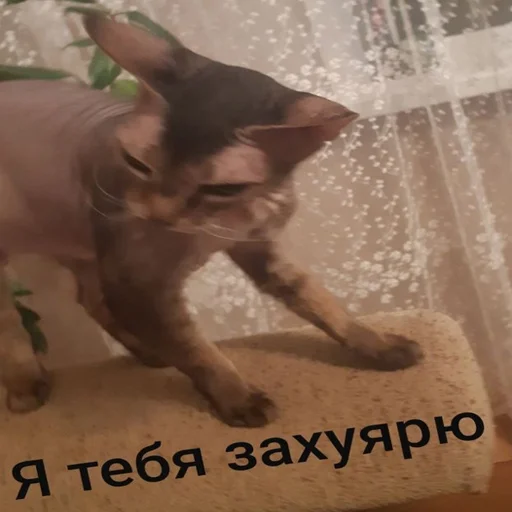 👤 Стикер «Kott_ssbornik» для Telegram