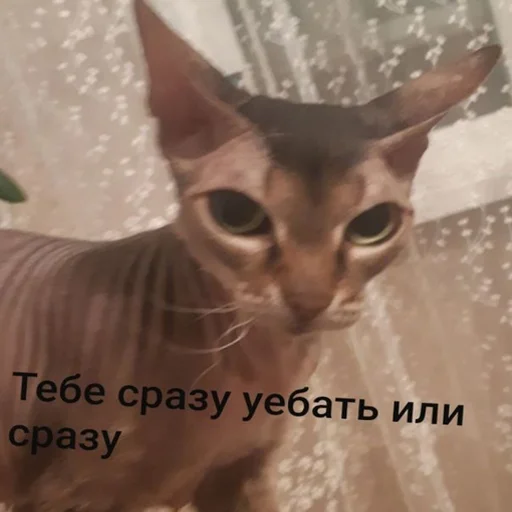 👤 Стикер «Kott_ssbornik» для Telegram