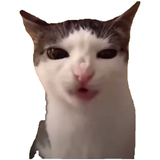 ❤️ Стикер «Коты ъеъ» для Telegram