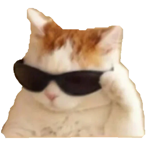 💯 Стикер «Коты ъеъ» для Telegram