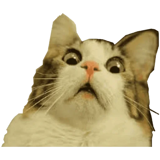 ❤️ Стикер «Коты ъеъ» для Telegram