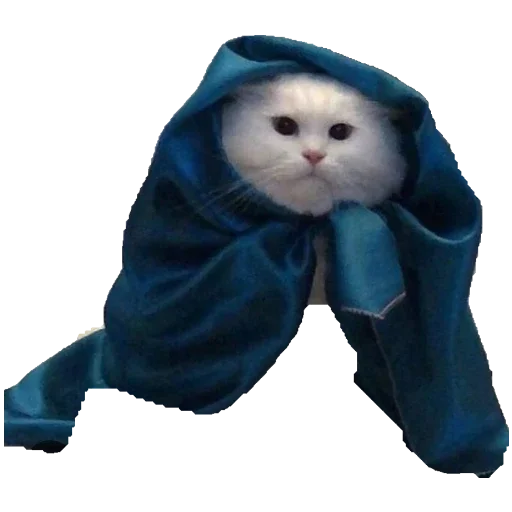 💯 Стикер «Коты ъеъ» для Telegram