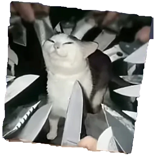 ❤️ Стикер «Коты ъеъ» для Telegram