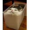 Стикер 35 👀 коты