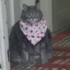 Стикер 12 👀 коты