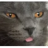 Стикер 34 👀 коты
