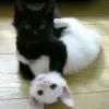 Стикер 54 👀 коты