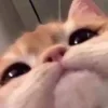Стикер 8 👀 коты