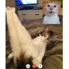 Стикер 59 👀 коты
