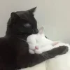 Стикер 58 👀 коты
