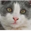 Стикер 46 👀 коты