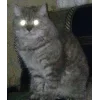 Стикер 43 👀 коты