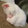 Стикер 27 👀 коты