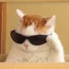 Стикер 20 👀 коты