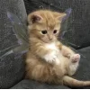 Стикер 26 👀 коты