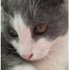 Стикер 45 👀 коты
