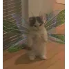 Стикер 24 👀 коты