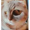 Стикер 42 👀 коты