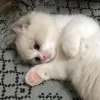 Стикер 28 👀 коты