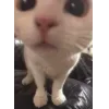 Стикер 6 👀 коты