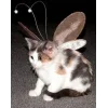 Стикер 51 👀 коты