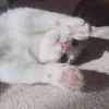 Стикер 55 👀 коты