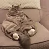 Стикер 37 👀 коты