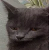 Стикер 31 👀 коты