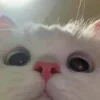 Стикер 9 👀 коты
