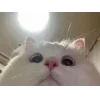 Стикер 3 👀 коты