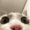 Обложка набора 👀 коты