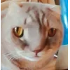 Стикер 41 👀 коты