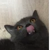 Стикер 30 👀 коты