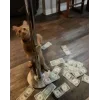 Стикер 53 👀 коты