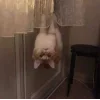 Стикер 57 👀 коты