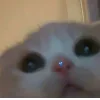 Стикер 10 👀 коты