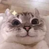 Стикер 5 👀 коты