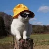 Стикер 21 👀 коты