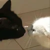 Стикер 22 👀 коты