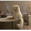 Стикер 25 👀 коты